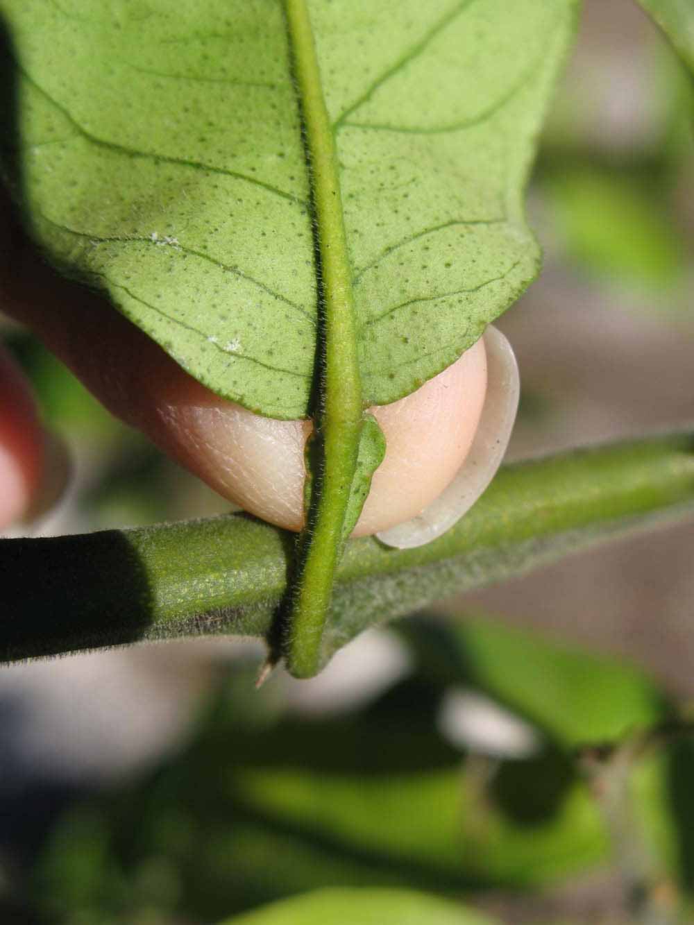              Petiole (Winter Haven, FL)       